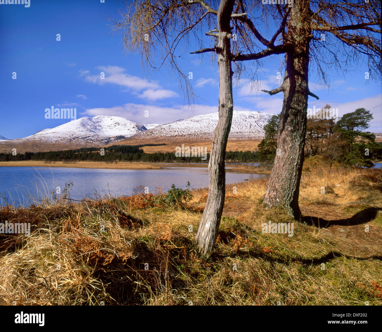 Loch Tulla e Stob Gabhar dalla foresta Blackmount, Bridge of Orchy.Argyll Foto Stock