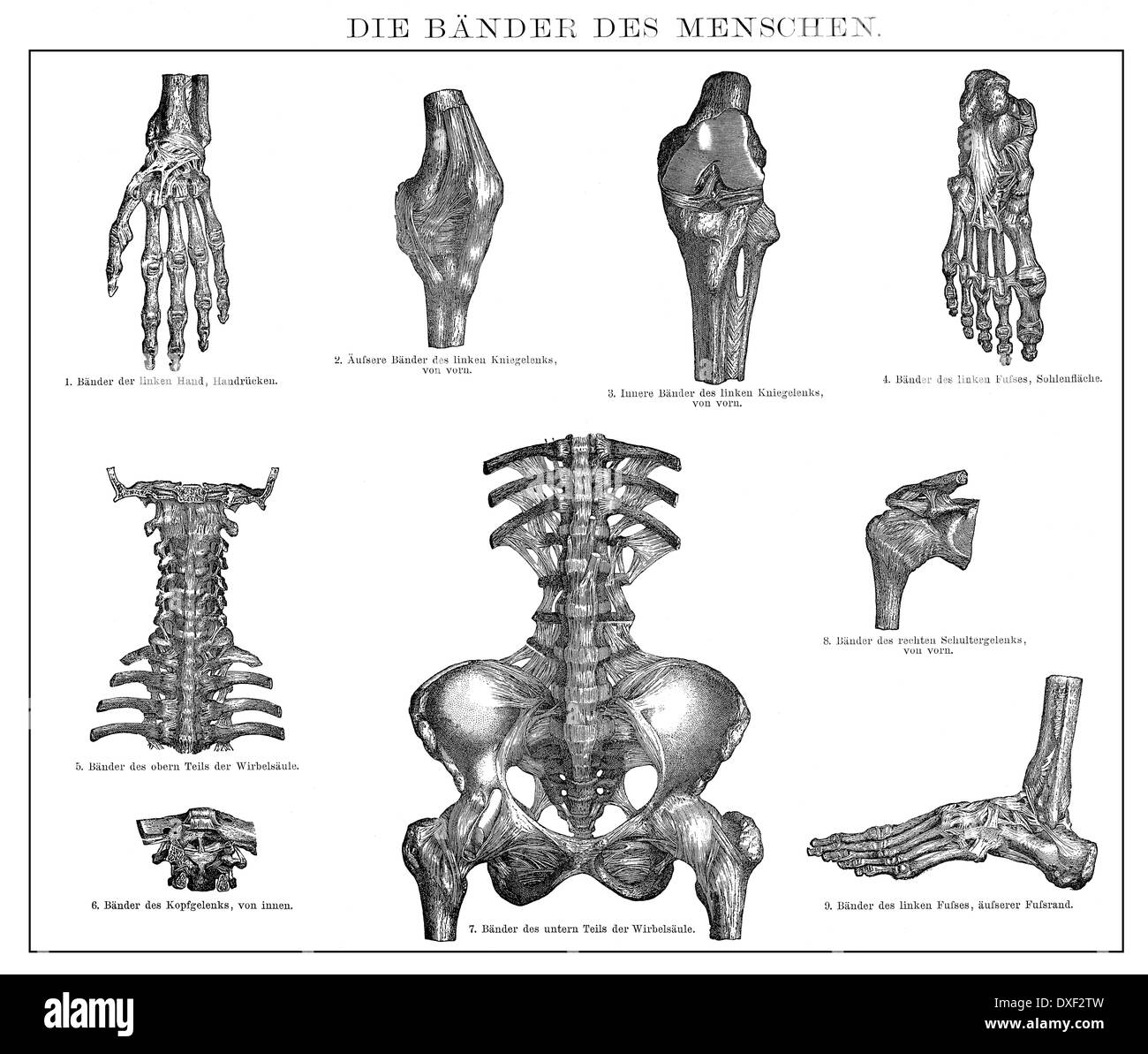 Illustrazione storica del XIX secolo, legamenti umano, Foto Stock