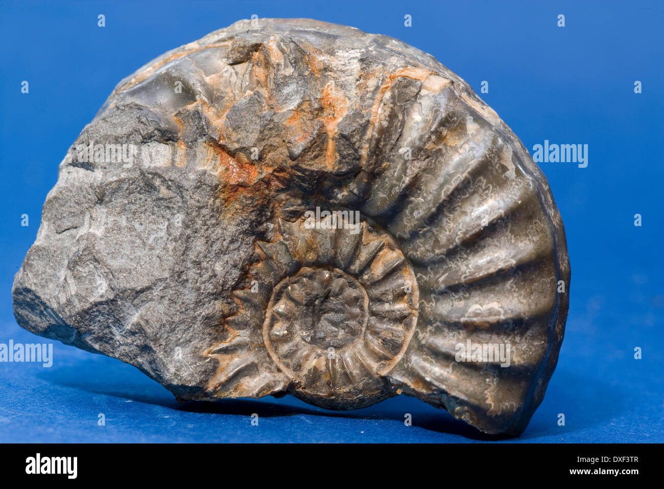 Un bellissimo esemplare di un fossile ammonita. Foto Stock