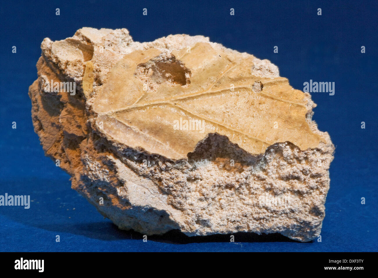 Rocce e minerali fossili di foglie in tufo Caerwys N Galles Foto Stock