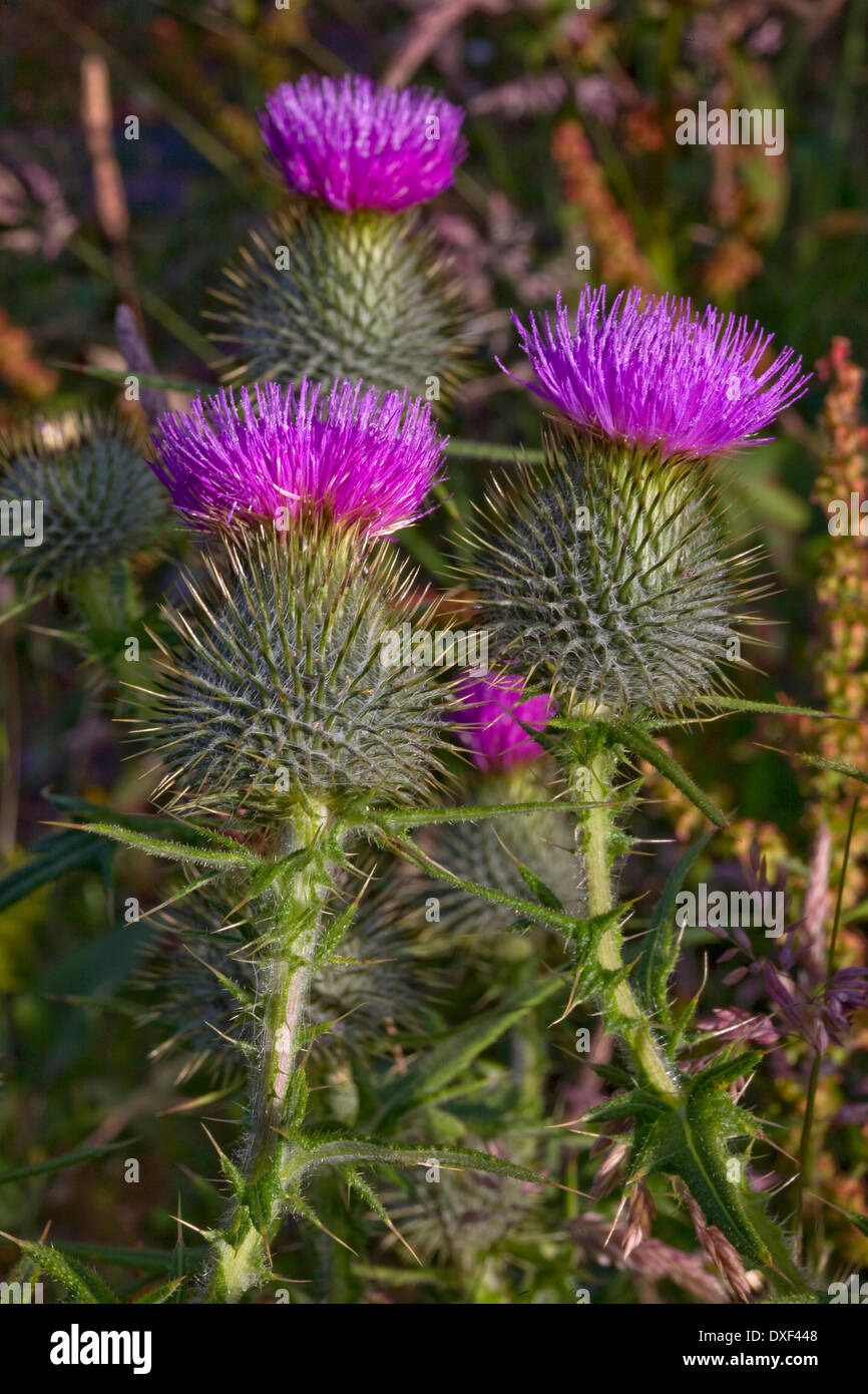 Scottish Thistle,fiore,Scozia. Foto Stock