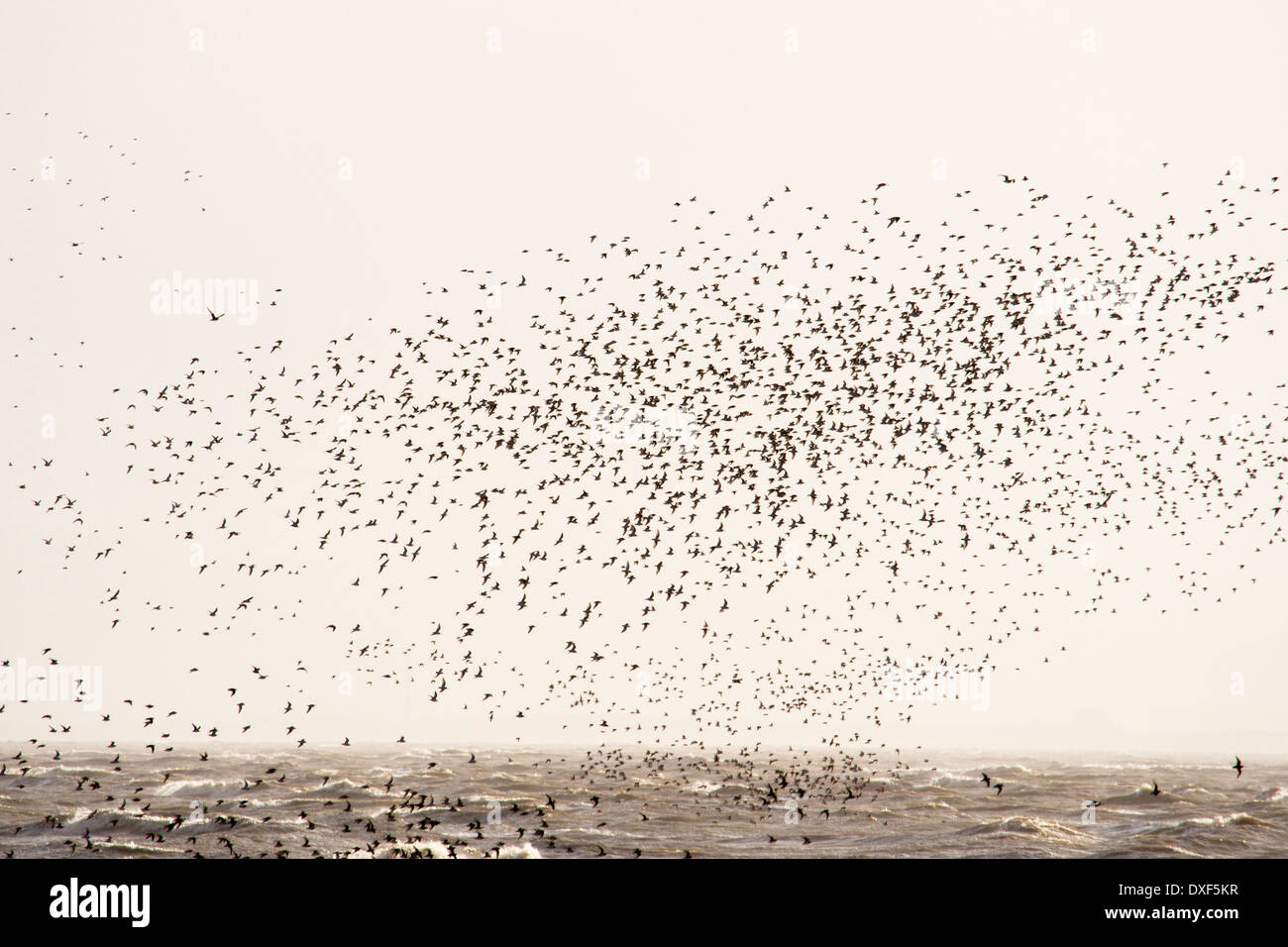 Nodo rosso, (Calidris canutus) floccaggio on Salt Marsh sulla baia di Morecambe, Cumbria, Regno Unito, una marea alta. Foto Stock