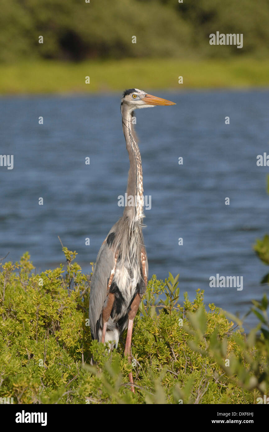 Airone blu, (Ardea erodiade) in un Gran Roque lagune Foto Stock