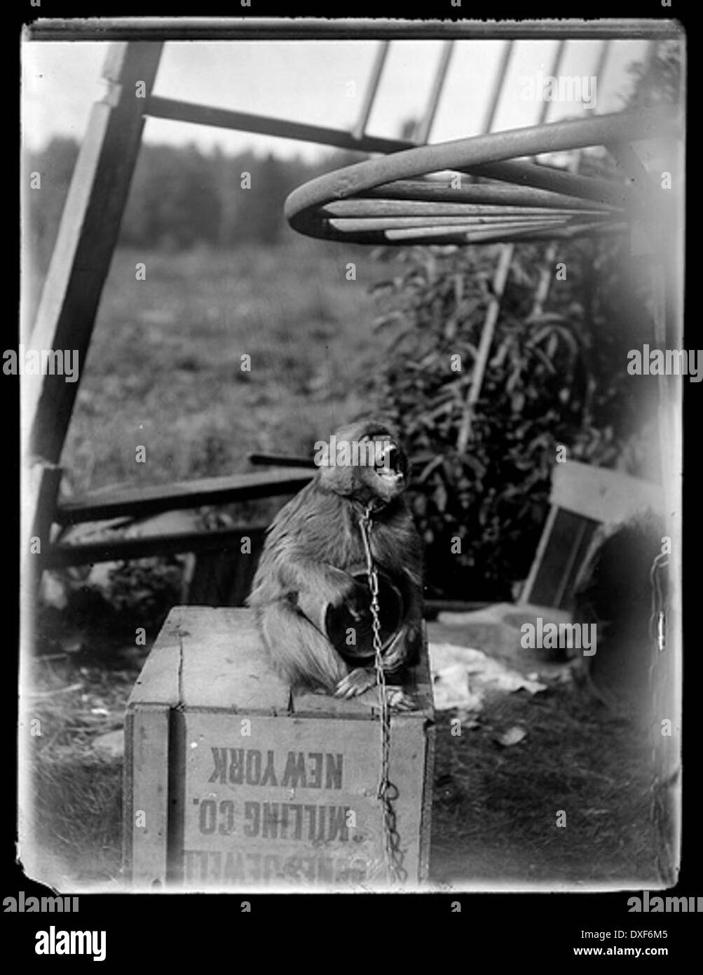 Questa fotografia d'epoca mostra una scimmia che si esibisce, un'attrazione popolare nei tempi precedenti. Gli animali da esibizione erano una volta una forma comune di intrattenimento in vari spazi pubblici. Foto Stock