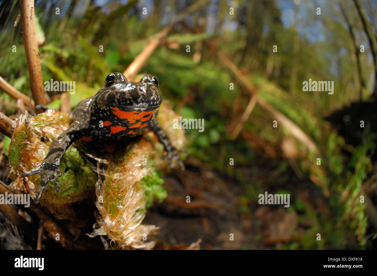 Unione fire-panciuto toad (Bombina bombina) | Rotbauchunke (Bombina bombina) Foto Stock