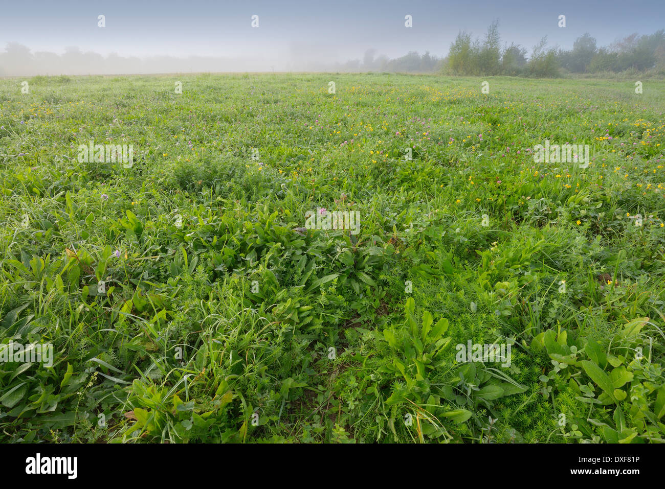 Prato in mattina presto, Hesse, Germania Foto Stock