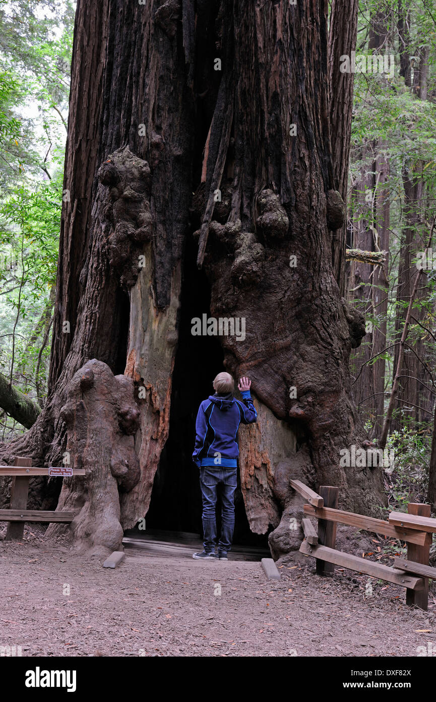 Per turisti in cerca nella cava di coast redwood, Muir Woods National Park, California, Stati Uniti d'America / (Sequoia sempervirens) Foto Stock