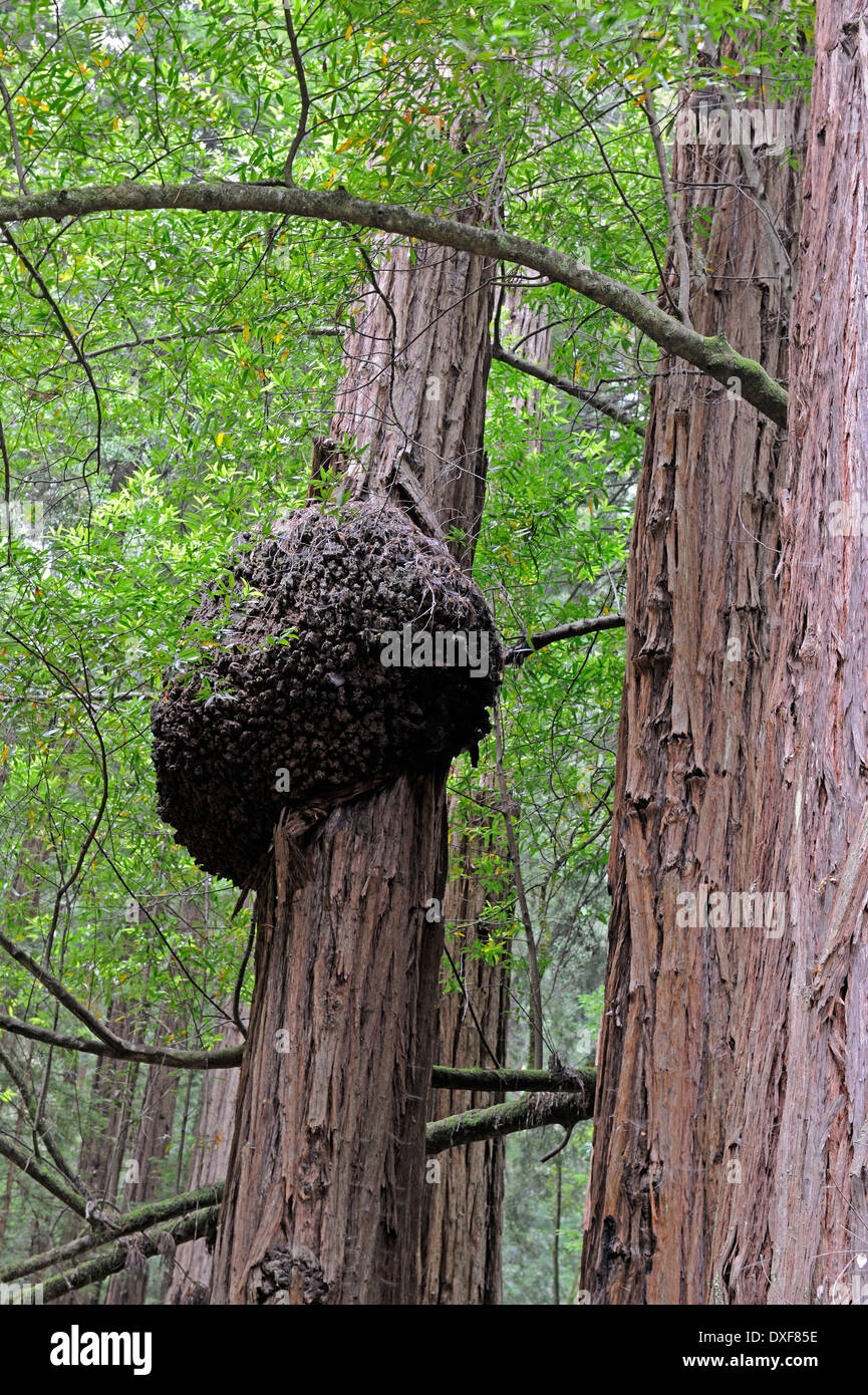 Testa a fungo, coast redwood, Muir Woods National Park, California, Stati Uniti d'America / (Sequoia sempervirens) Foto Stock