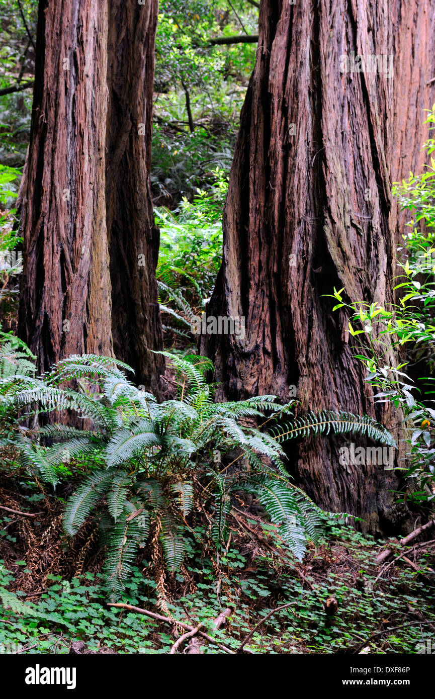 Coast Redwoods, Muir Woods National Park, California, Stati Uniti d'America / (Sequoia sempervirens) Foto Stock