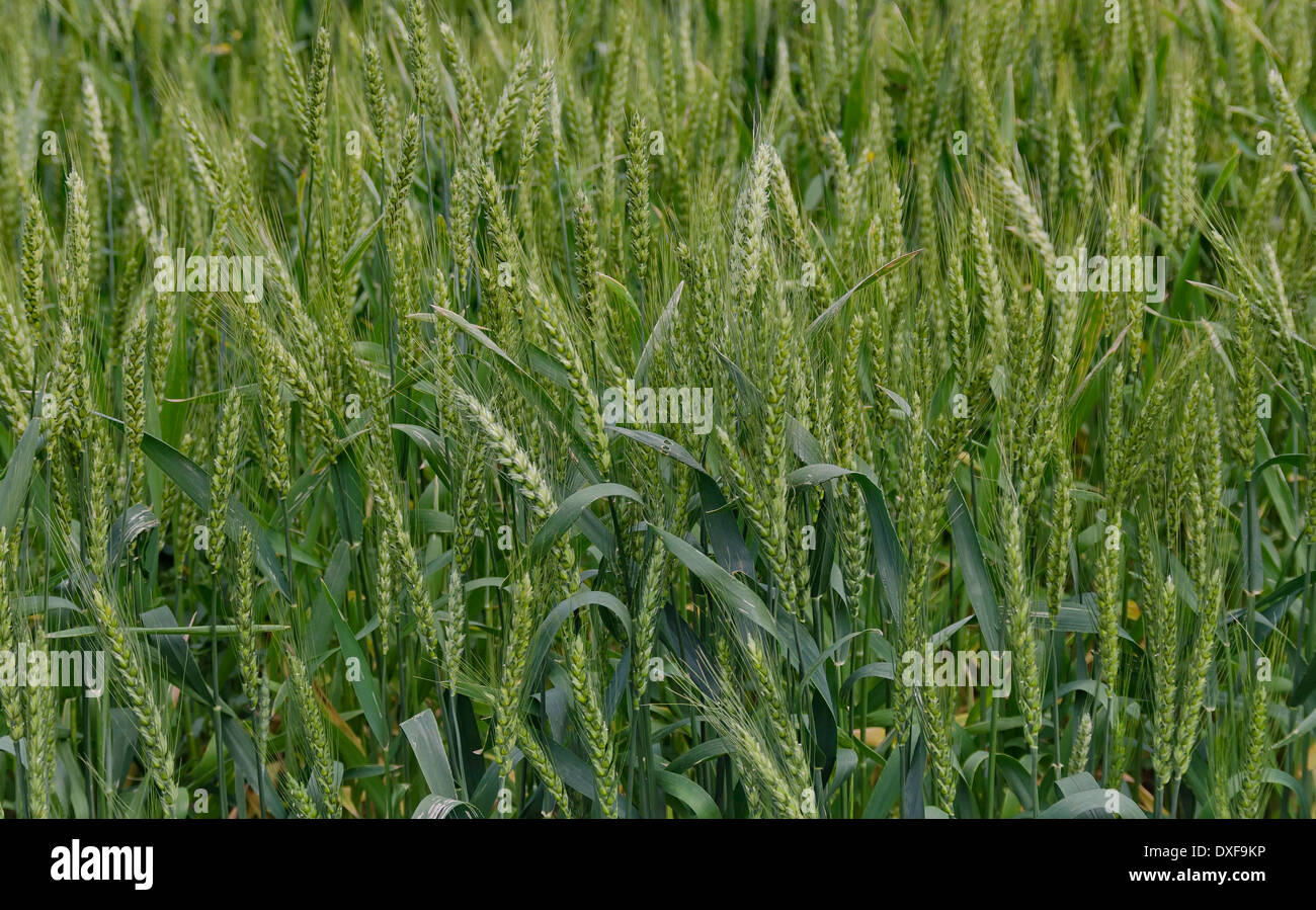 In estate vista con campo di grano vicino Ludogorie, Bulgaria Foto Stock