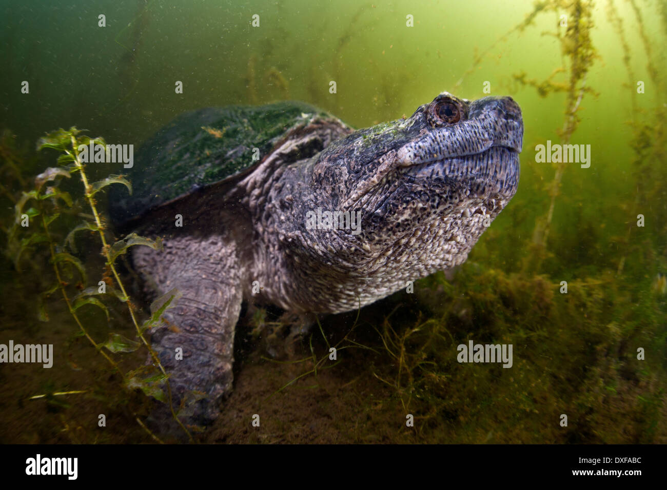 Snapping comune tartaruga, Chelydra serpentina, Massachusetts, Cape Cod, STATI UNITI D'AMERICA Foto Stock