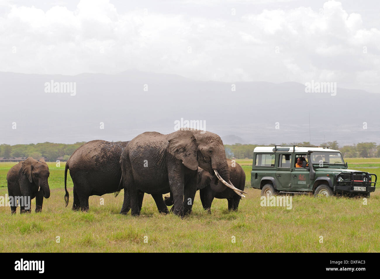 Famoso Elefante africano, Echo, con le donne di Amboseli fiducia per gli elefanti a studiare il suo comportamento. Amboseli. Kenya Foto Stock