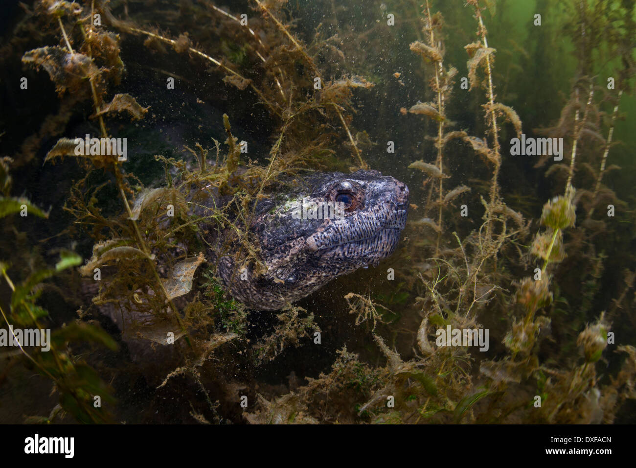 Snapping comune tartaruga, Chelydra serpentina, Massachusetts, Cape Cod, STATI UNITI D'AMERICA Foto Stock