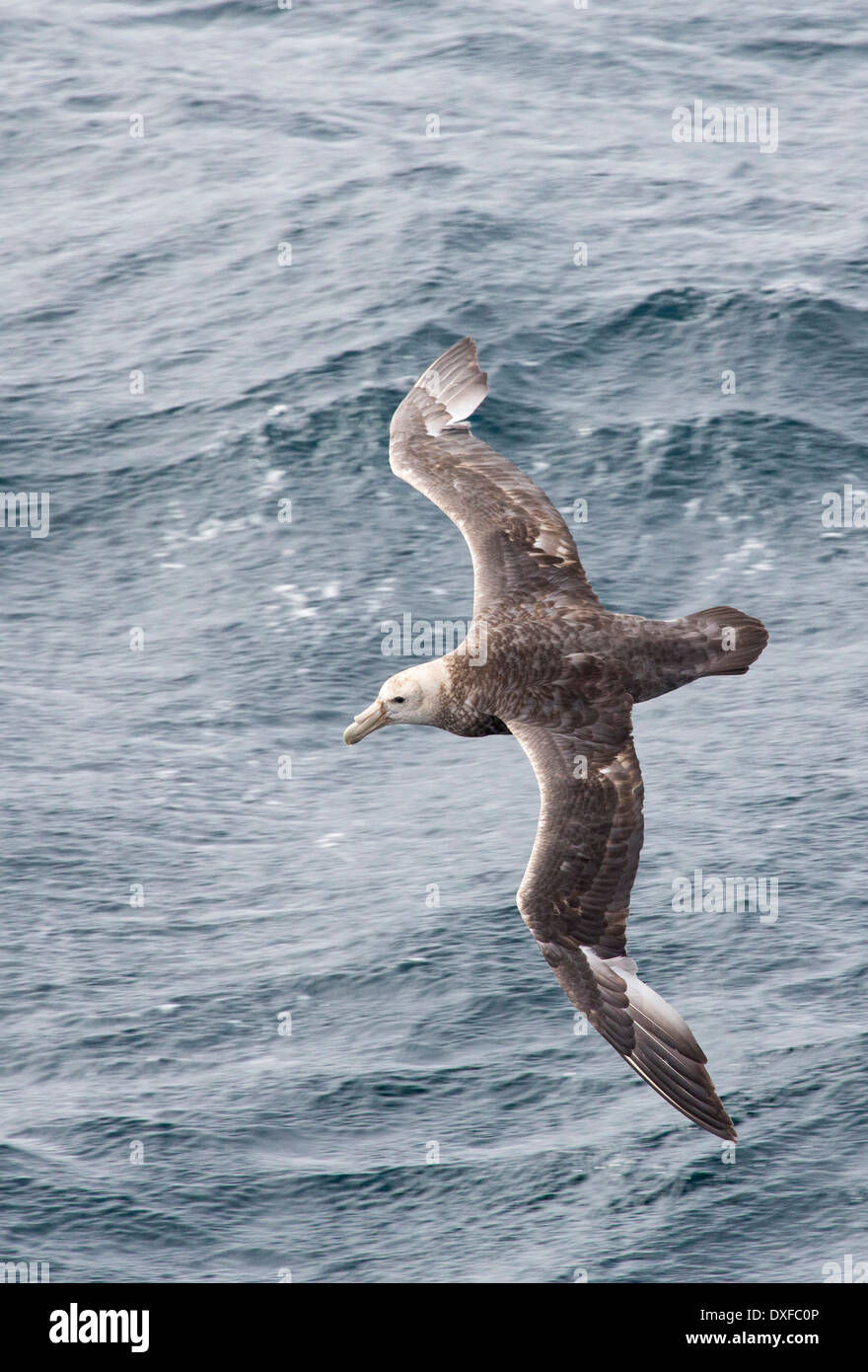 Un gigante del Sud Petrel, Macronectes giganteus, volare nel passaggio di Drake, sub-antartiche della. Foto Stock