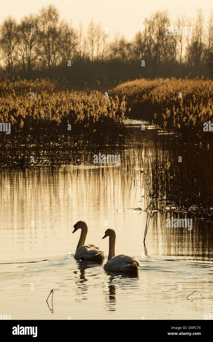 Cigni nuoto verso il basso la lode a Wicken Fen, Cambridgeshire Foto Stock