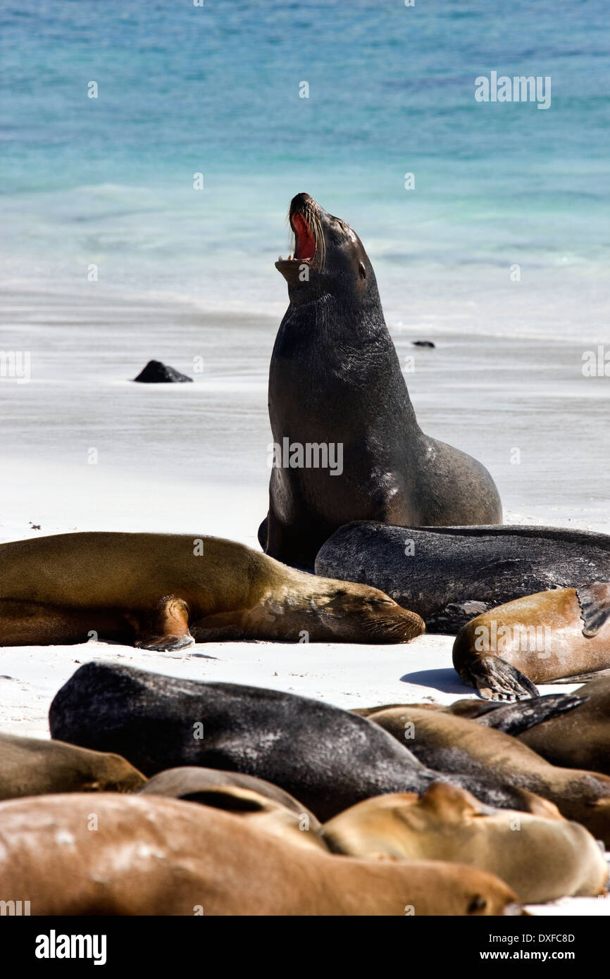 Le Galapagos i leoni di mare (Zalophus californianus wollebacki) al giardiniere Bay sull'isola di Espanola nelle isole Galapagos Foto Stock