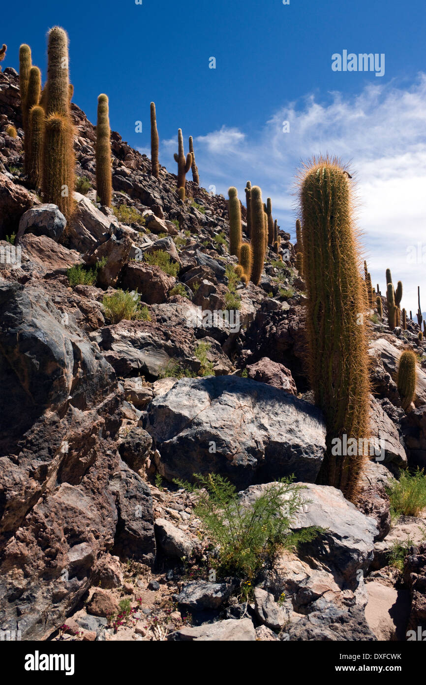 Cardon Grande Cactus che cresce in Cactus Canyon vicino a San Pedro de Atacama nel deserto di Atacama nel Cile settentrionale Foto Stock