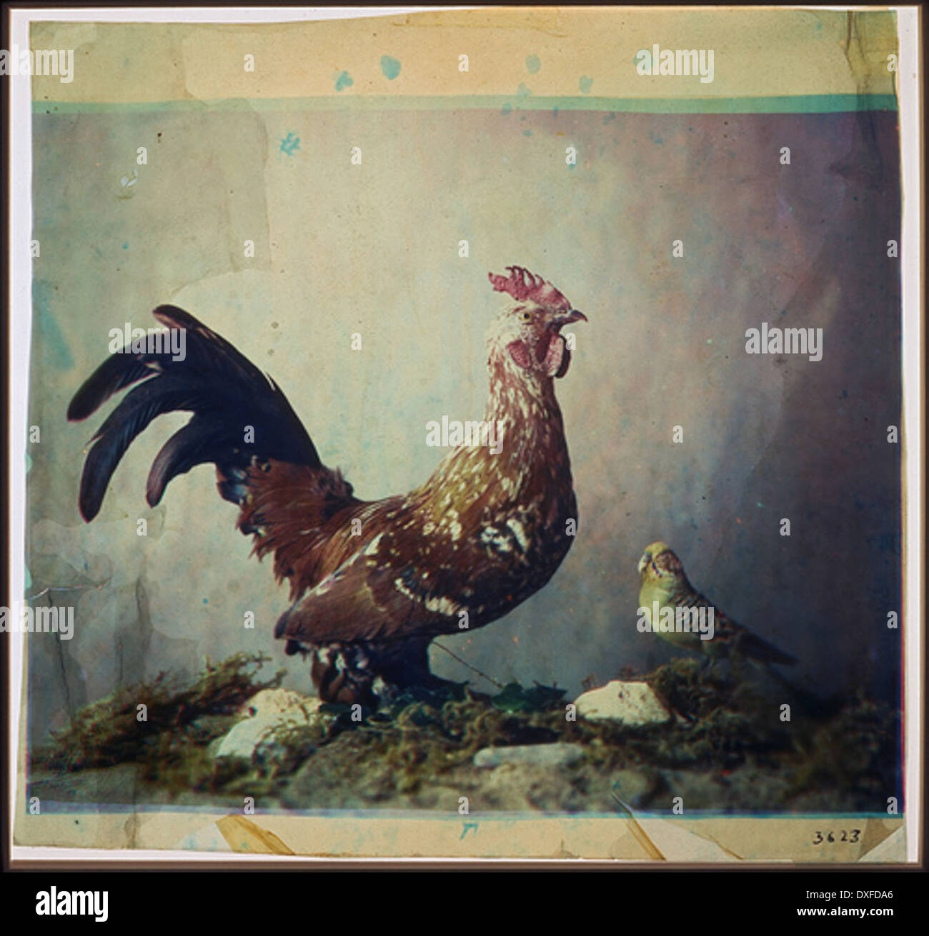 Una foto vintage della natura morta che mostra un gallo, catturando l'essenza della vita rurale e della vita domestica. La fotografia STILL Life era popolare all'inizio del XX secolo, spesso con animali e prodotti alimentari. Foto Stock