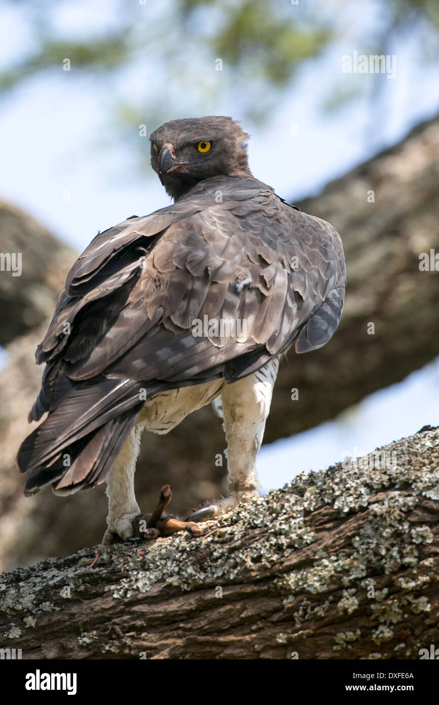 Martial Eagle (Polemaetus bellicosus) appollaiato in un albero dopo un kill Foto Stock