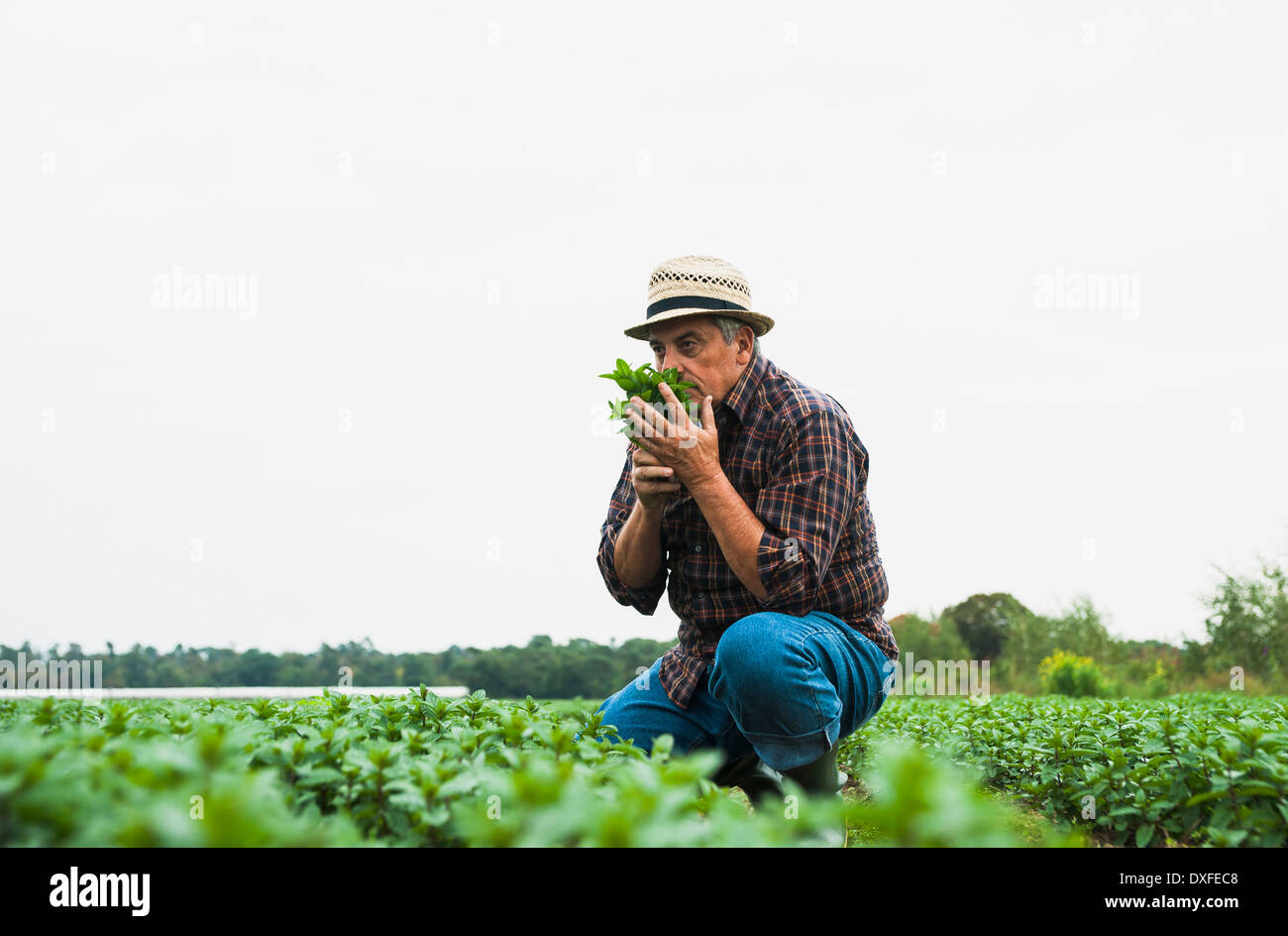 Imprenditore nel campo, azienda e odore di foglie da raccolto, Germania Foto Stock