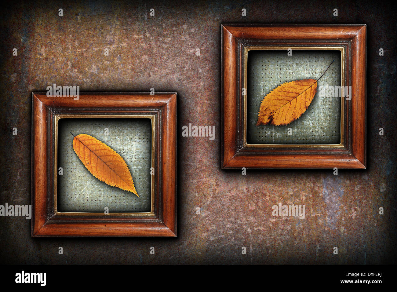 Visualizzazione dei simboli in autunno, bello golden cherry sbiadito lascia nella vecchia verniciatura telai in legno Foto Stock