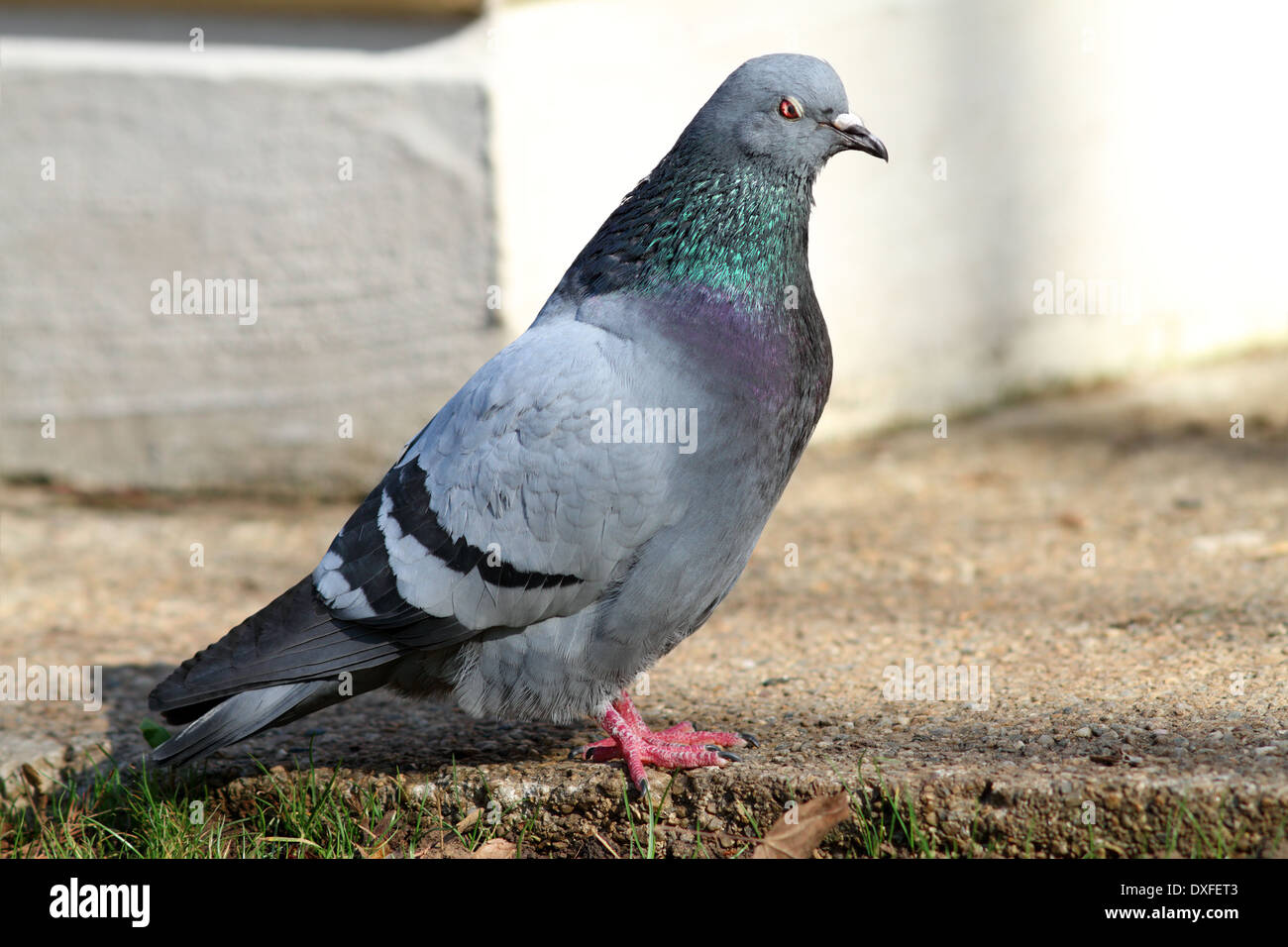 Maschio piccioni selvatici in piedi su un vicolo dal parco, alla ricerca di un compagno Foto Stock