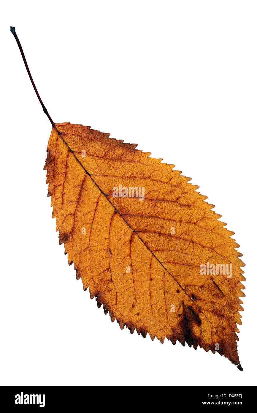 Orange Cherry leaf isolate su sfondo bianco per il tuo design, simbolo di autunno Foto Stock