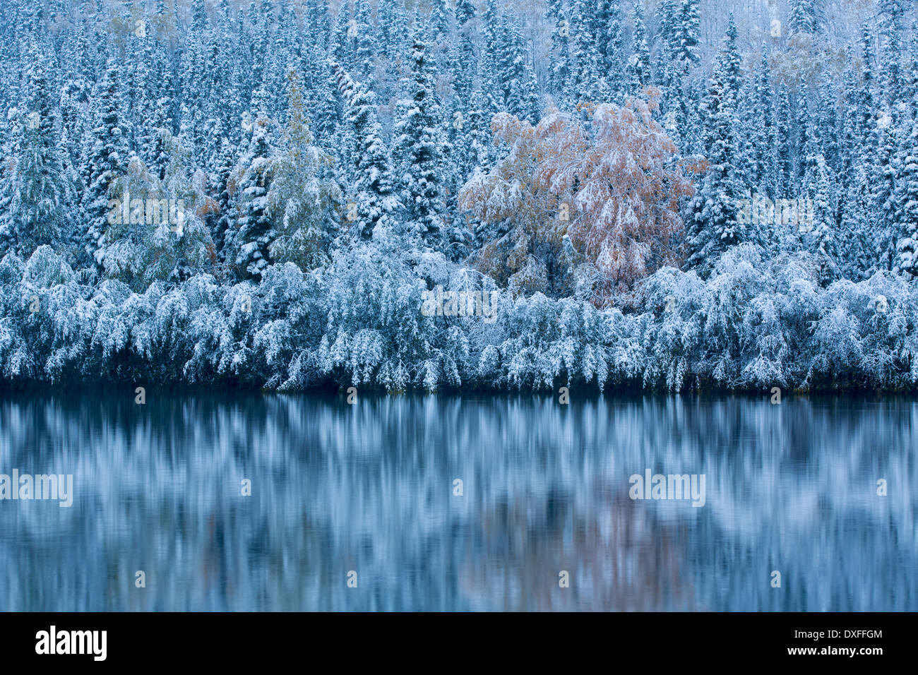 Prima neve e colori autunnali a cinque miglia di lago, sulla pista di argento nr Mayo, Yukon Territori, Canada Foto Stock