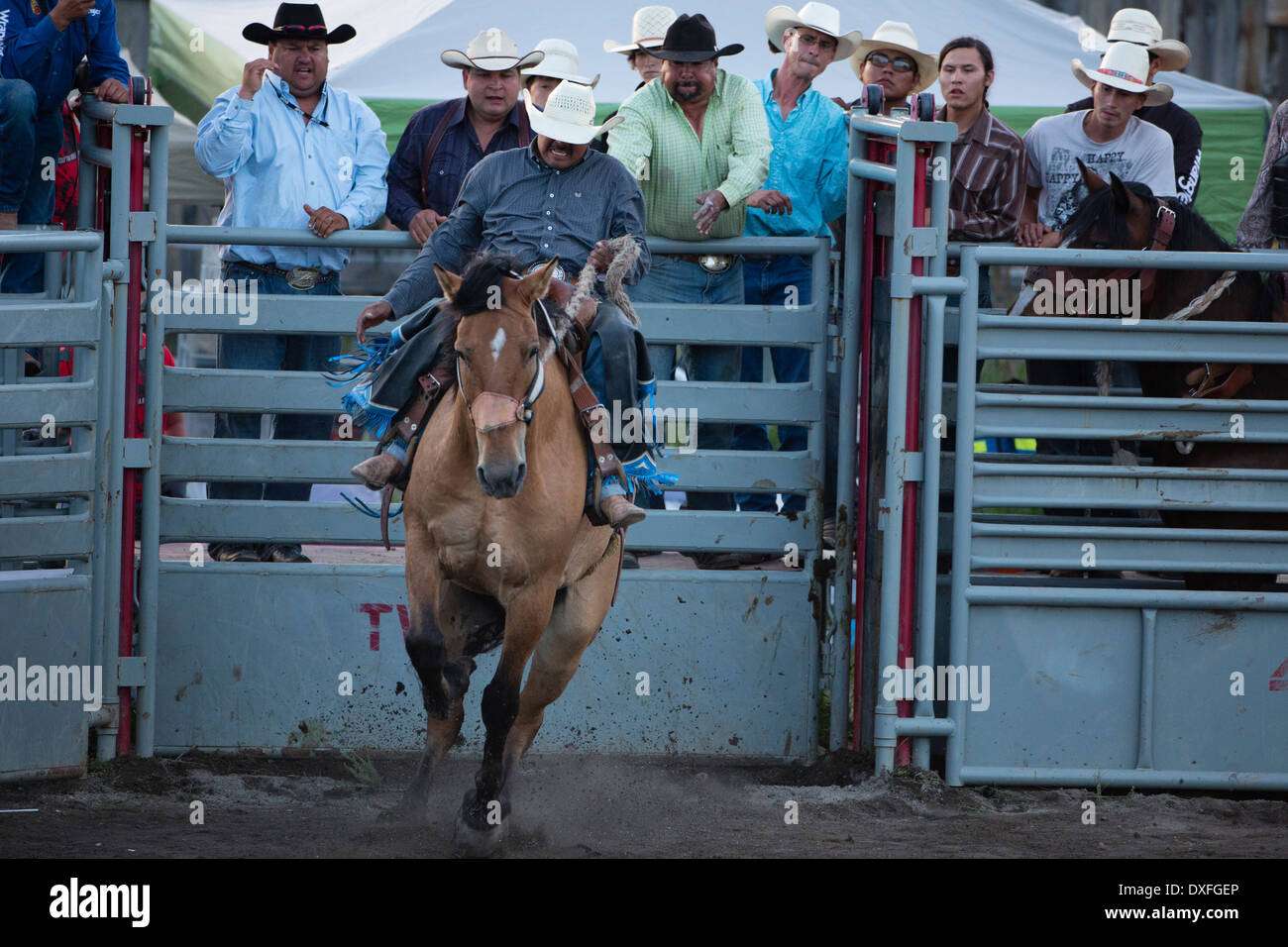 Un nativo americano cowboy corse in sella Bronc evento presso il Tsuu T'ina Indian Rodeo nel torrente di Bragg a ovest di Calgary, Alberta. Foto Stock