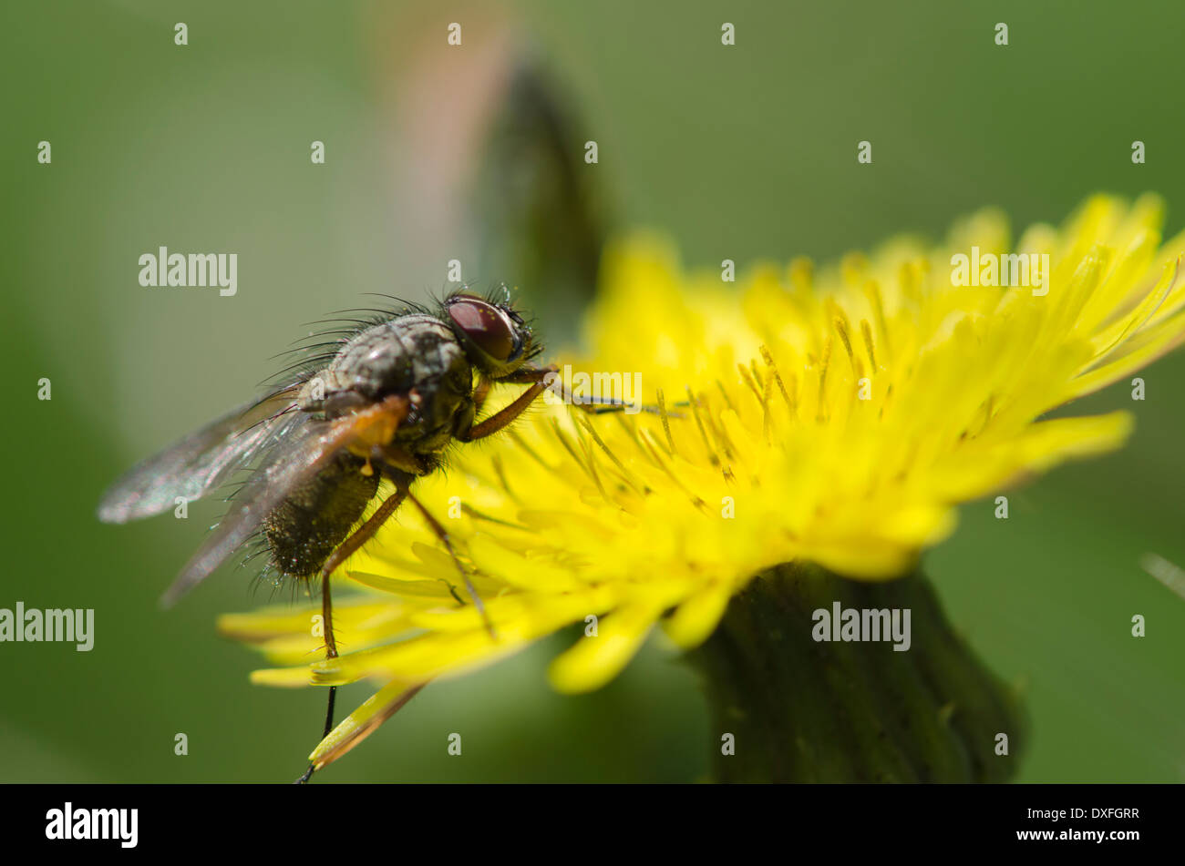 Un po' di volare su un fiore di tarassaco in un soleggiato prato pennini. Scattato come un profilo di sole Foto Stock