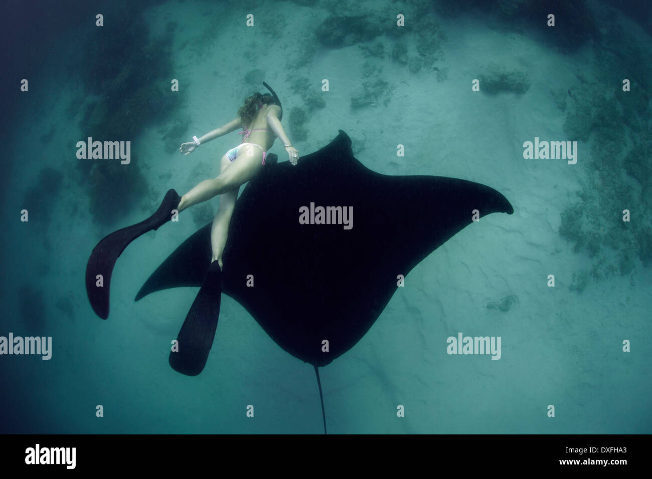 Manta Ray e libera subacqueo, Manta alfredi Raja Ampat, Papua occidentale, in Indonesia Foto Stock