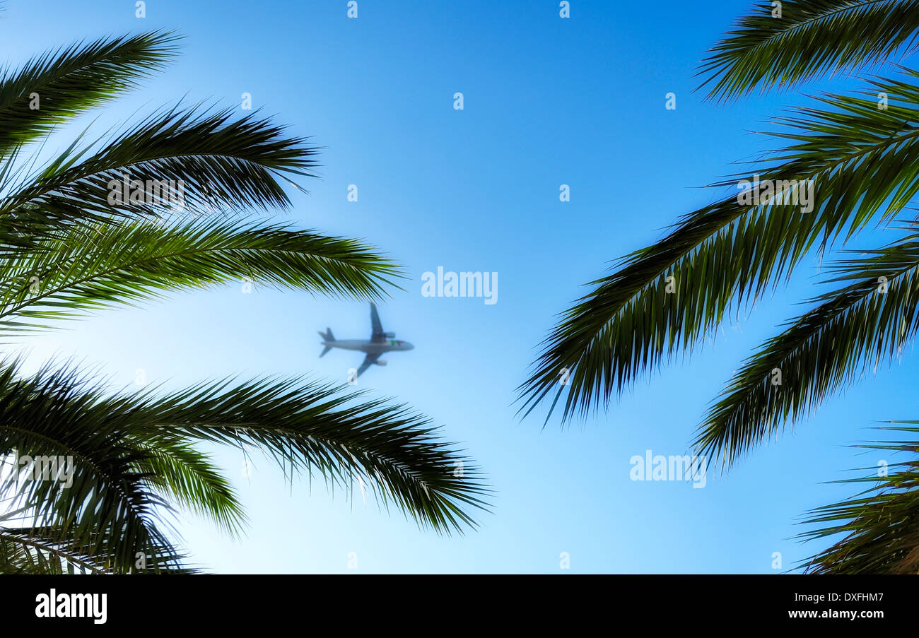 Madeira Portogallo palme e un cielo blu lo sfondo con un aereo al di fuori della messa a fuoco Foto Stock