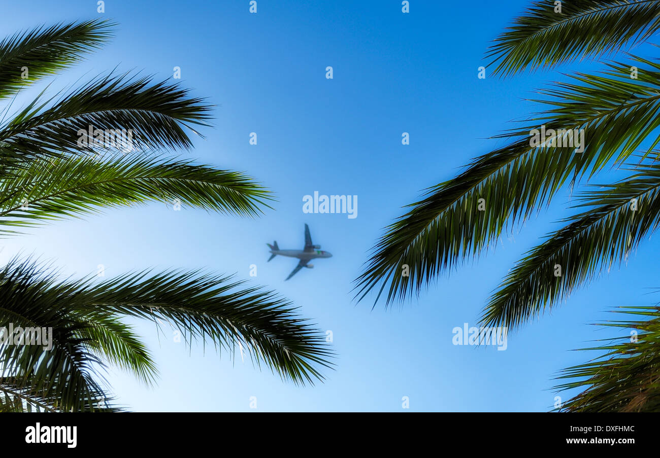 Madeira Portogallo palme e un cielo blu lo sfondo con un aereo al di fuori della messa a fuoco Foto Stock