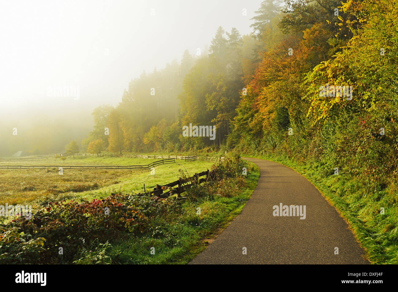 Mattina rurale scena, vicino Dahn, Foresta del Palatinato, Renania-Palatinato, Germania Foto Stock