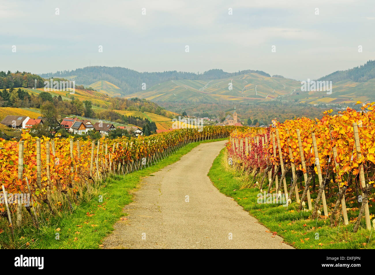 Paesaggio di vigneti con Foresta Nera nella distanza, Ortenau, Baden percorso vinicolo, Baden-Württemberg, Germania Foto Stock