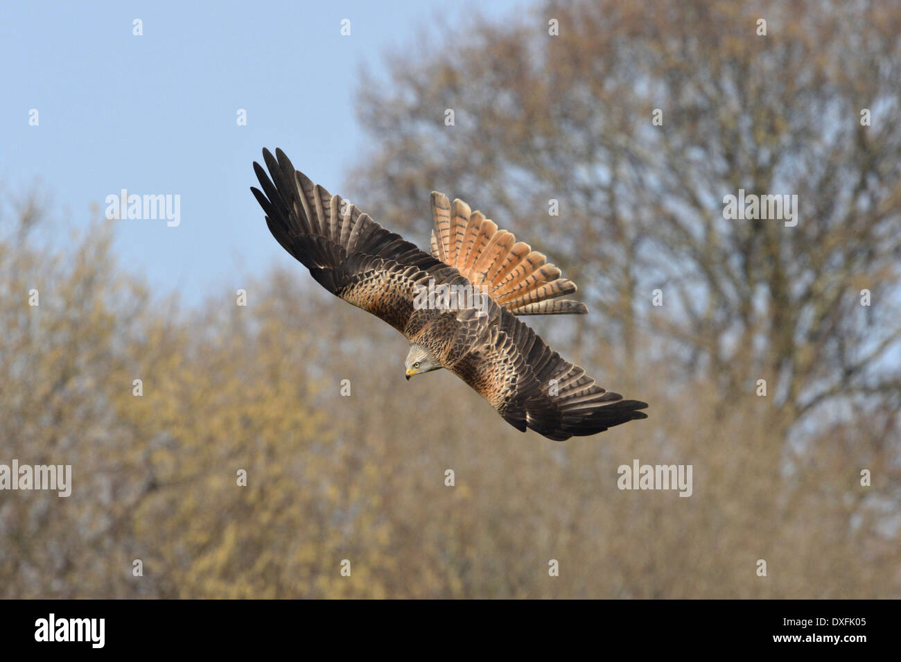 Nibbio reale Milvus milvus Foto Stock