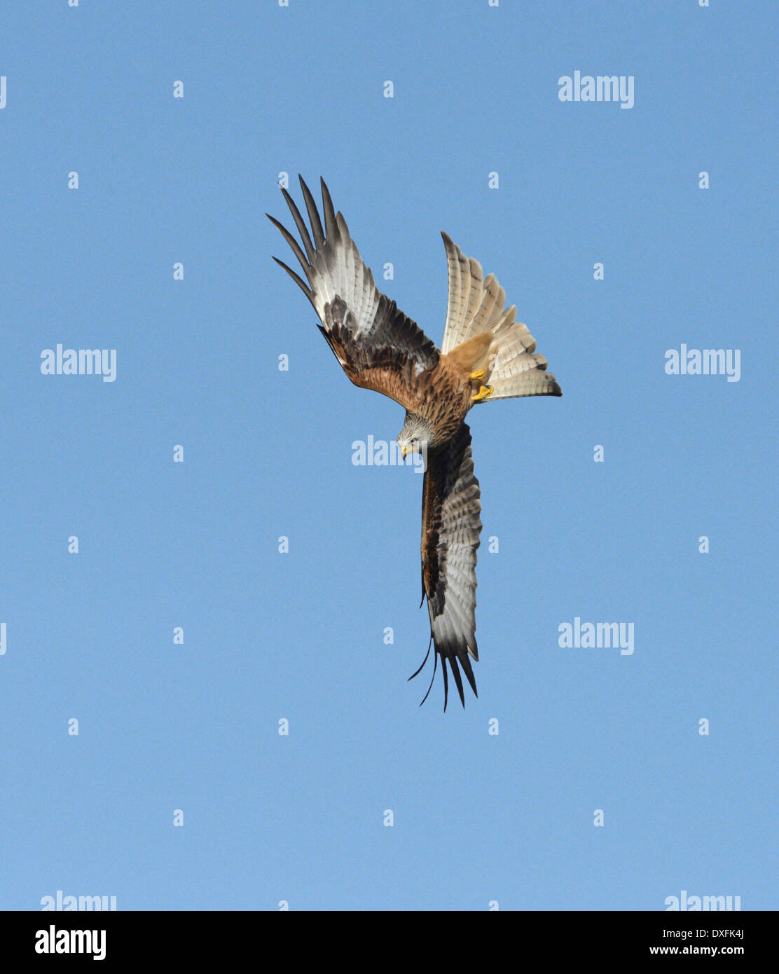 Nibbio reale Milvus milvus Foto Stock