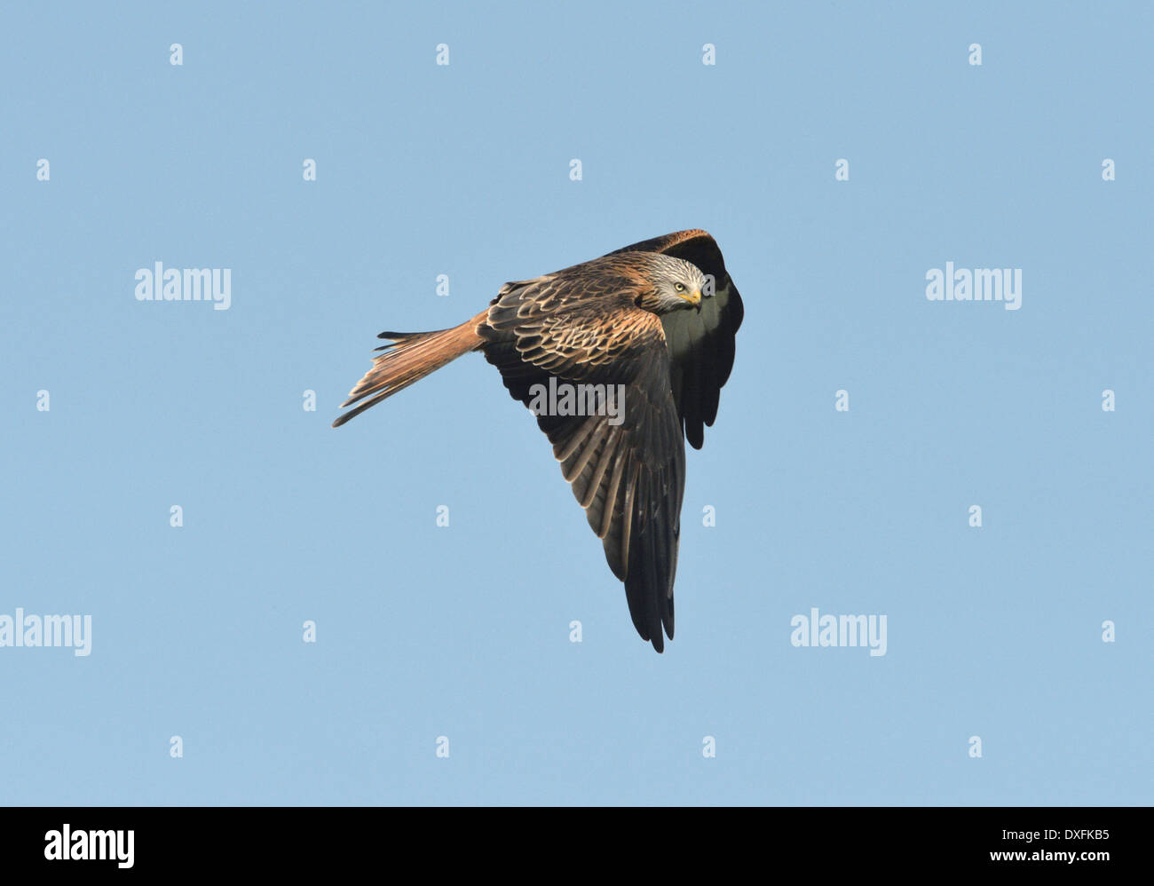 Nibbio reale Milvus milvus Foto Stock