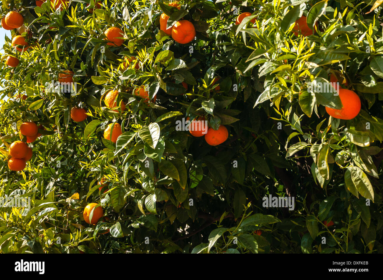 Arance in un arancione, Naranjas en el naranjo Foto Stock