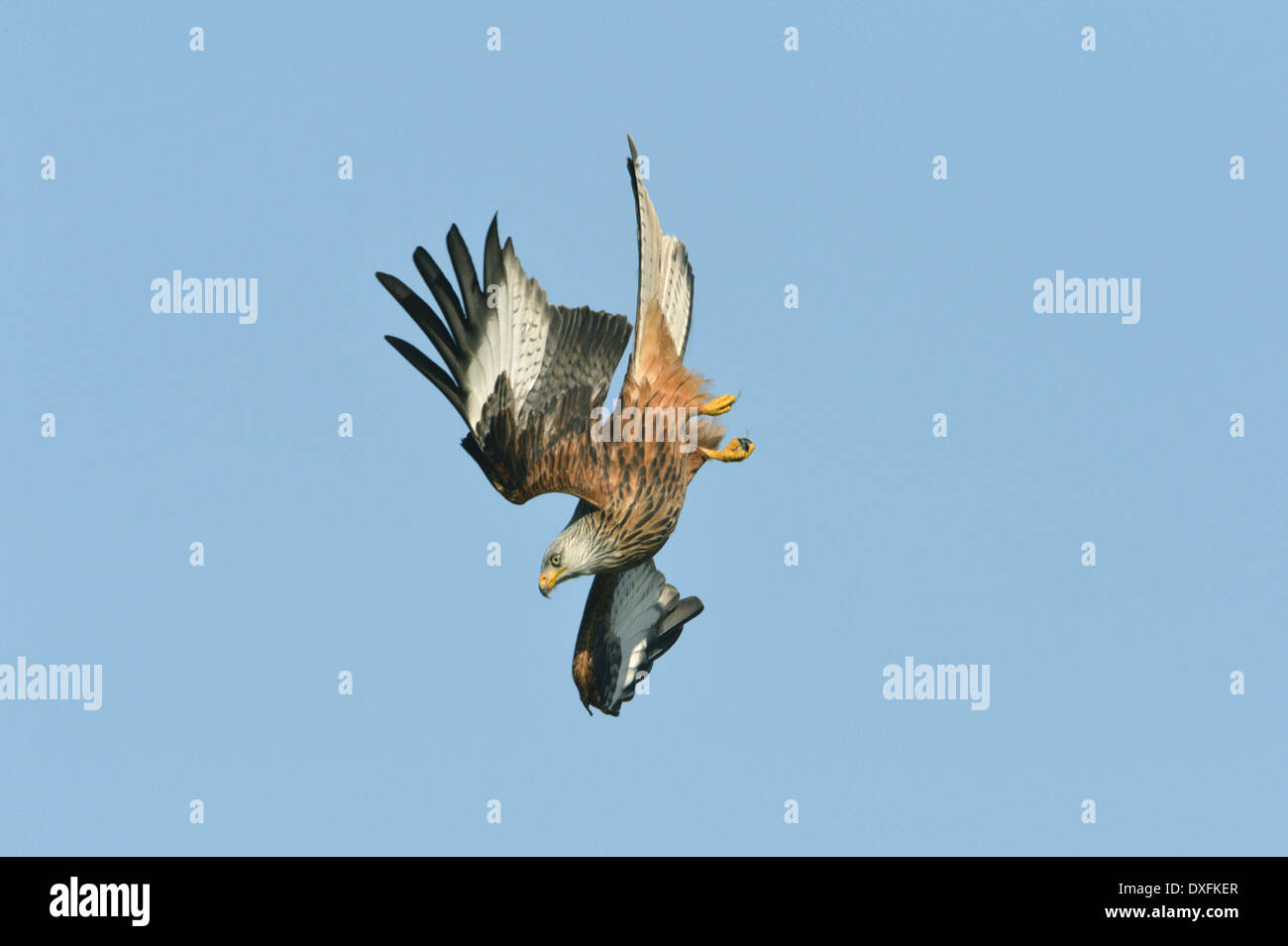 Nibbio reale Milvus milvus Foto Stock