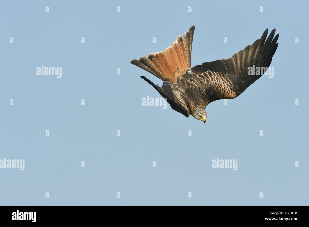 Nibbio reale Milvus milvus Foto Stock