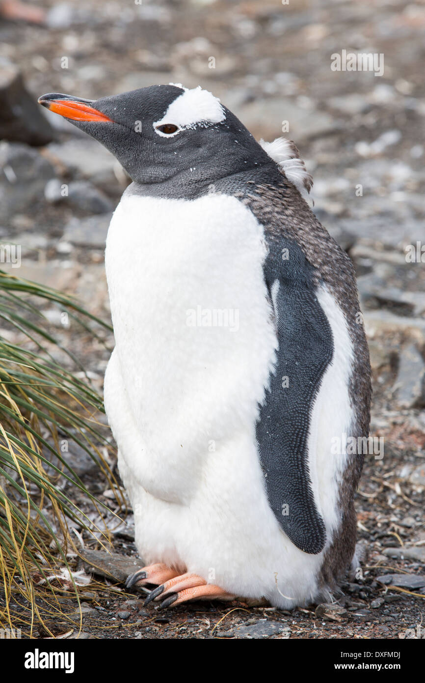 Un pinguino Gentoo su Prion Island, Georgia del Sud. Foto Stock