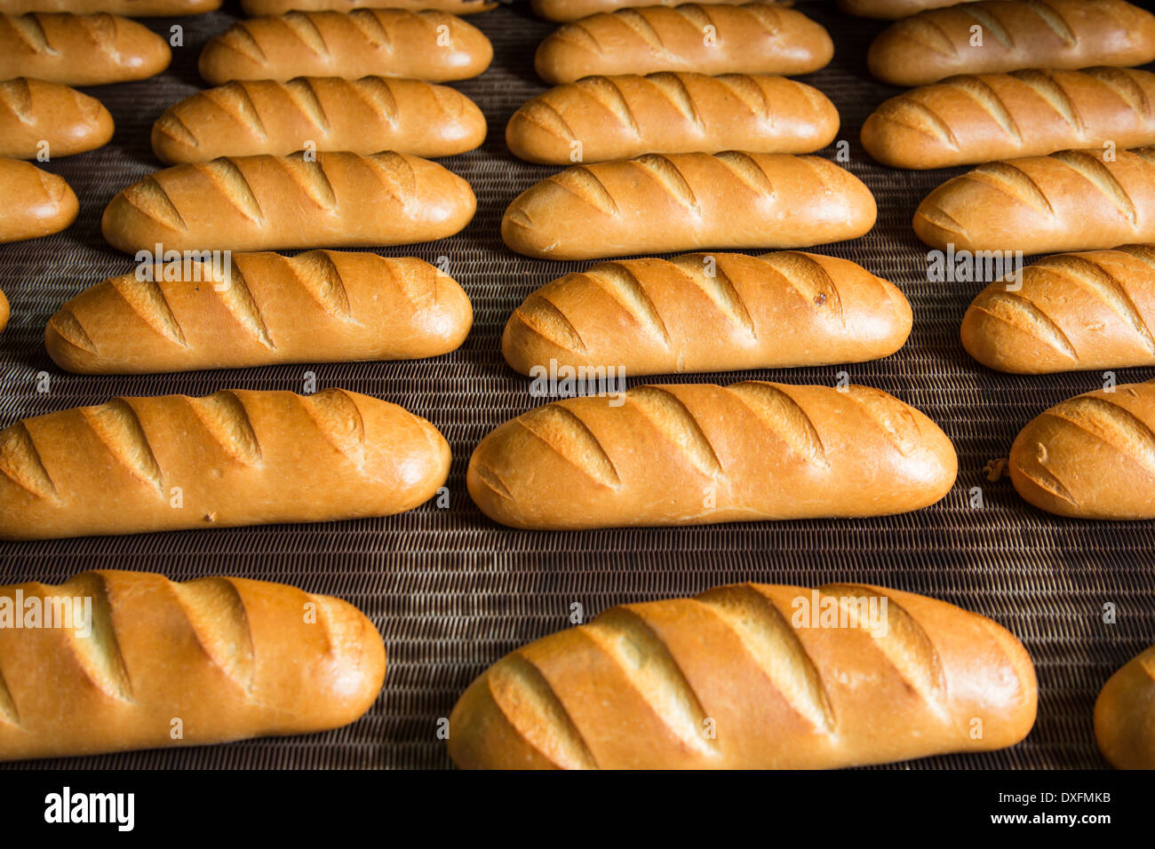 Calda fresca pasta di pane cotto al forno con polpettine sulla linea di produzione Foto Stock