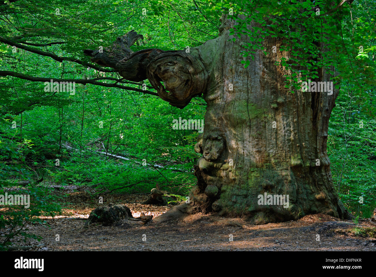 Vecchio Faggio, circa 800 anni, primordiale della foresta Sababurg, Hesse, Germania / (Fagus spec.) Foto Stock