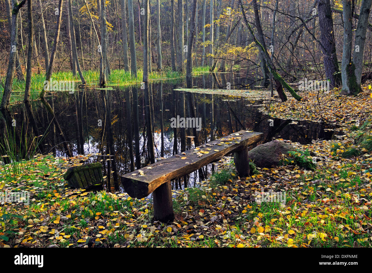 Area di sosta con panchina, Fiume, Briese Briesetal Riserva Naturale, Brandeburgo, Germania Foto Stock