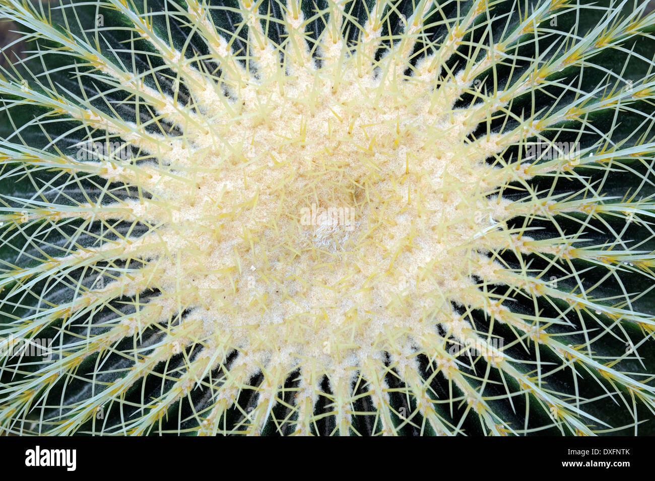Golden Barrel Cactus / (Echinocactus grusonii) Foto Stock