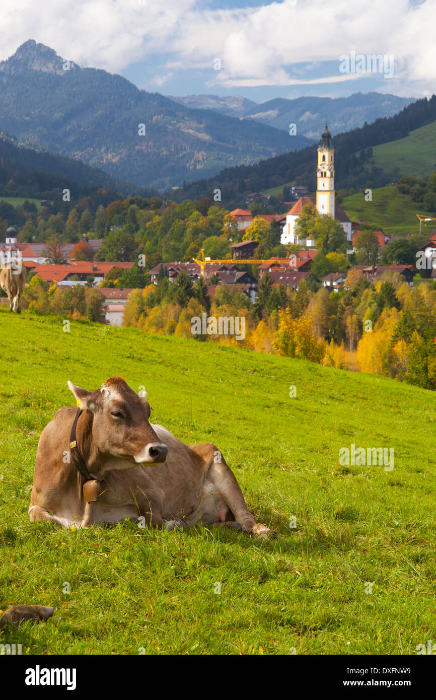 Mucca sopra la città di Pfronten (vicino a Fussen), Algovia, Baviera, Germania. (Sfondo sfocato) Foto Stock