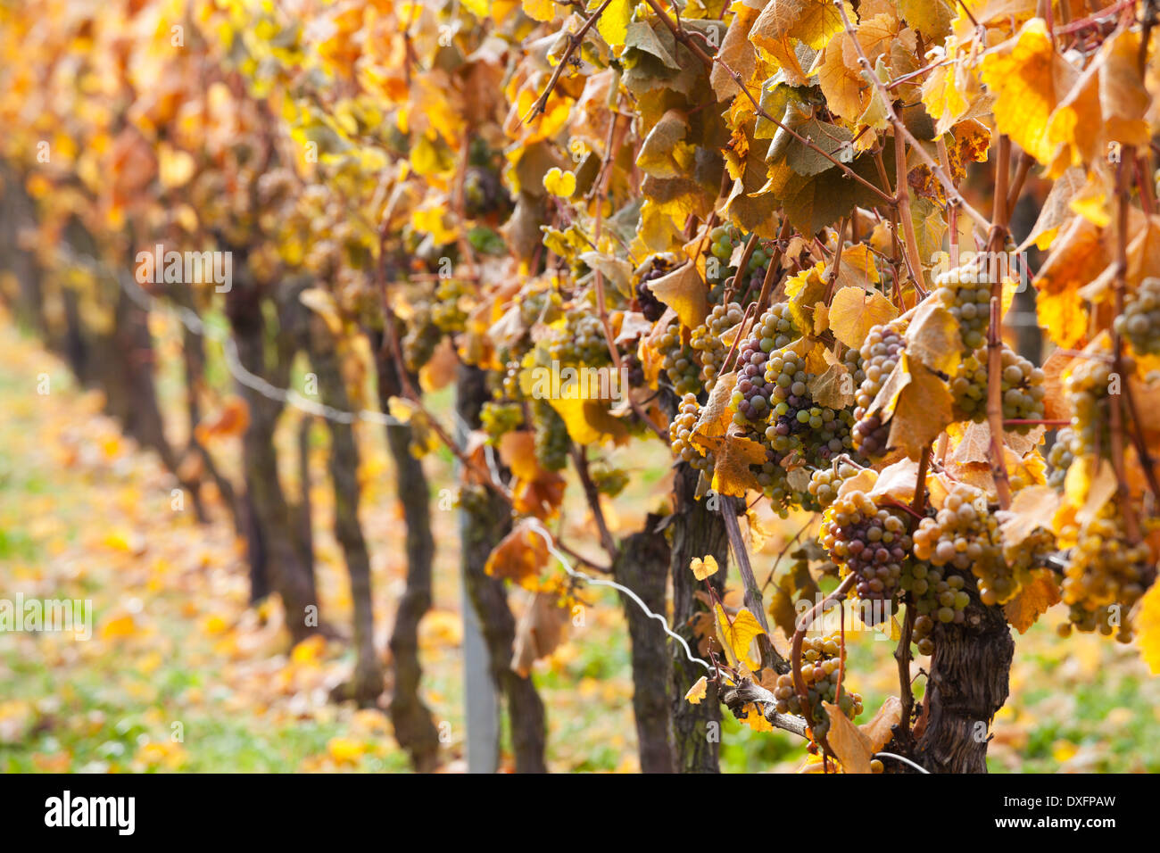 Fila di uva Riesling vigneti in autunno, Mosel River Valley, Germania Foto Stock