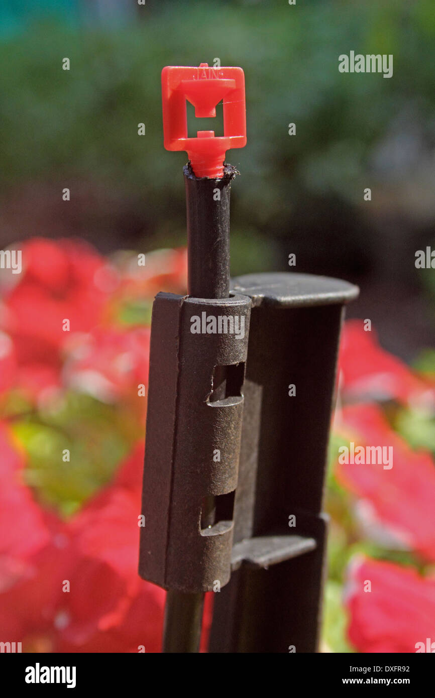 Sprinkler a microgetto per l'acqua di irrigazione, India Foto Stock