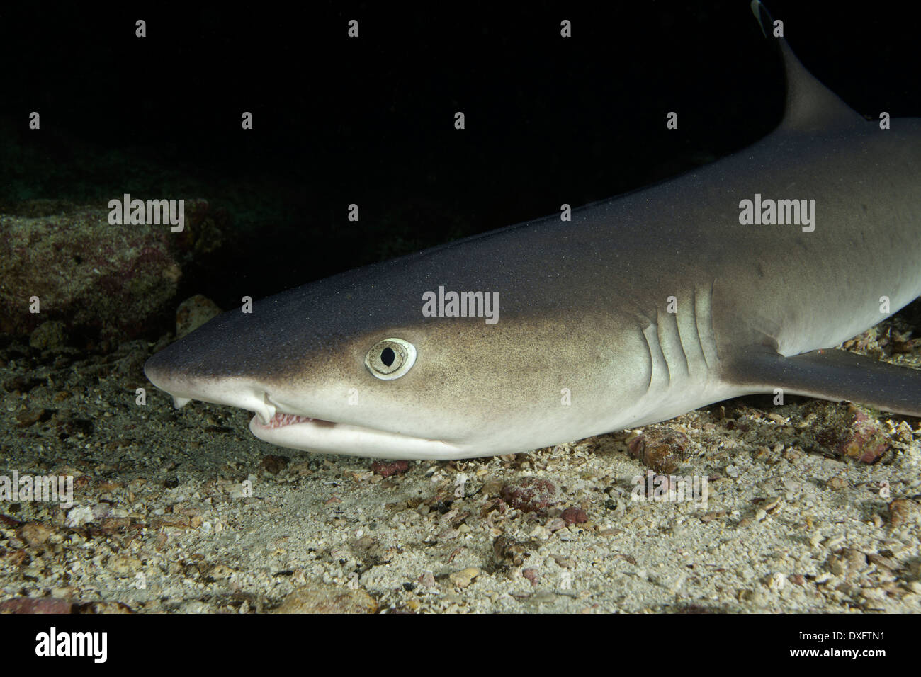 Whitetip Reef Shark, Triaenodon obesus, Cocos Island, Costa Rica Foto Stock